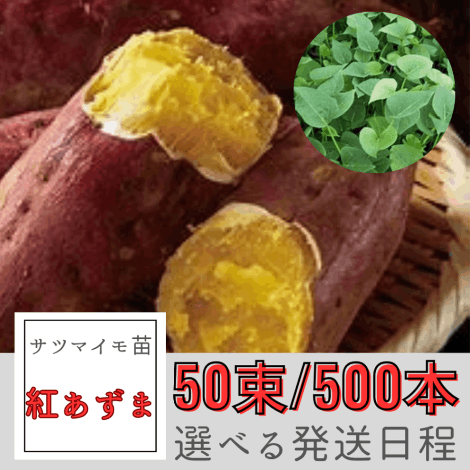 予約販売　サツマイモ苗 【  紅あずま  】 （切り苗50束/500本）