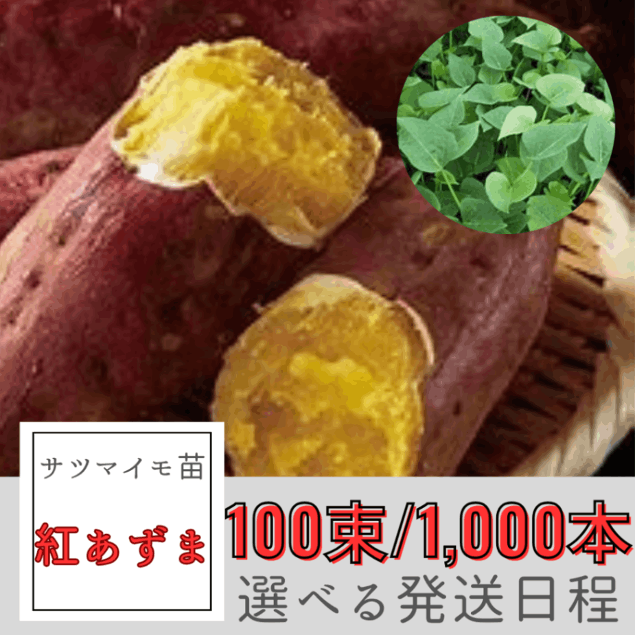 シルクスイート芋苗1000本 【公式通販】