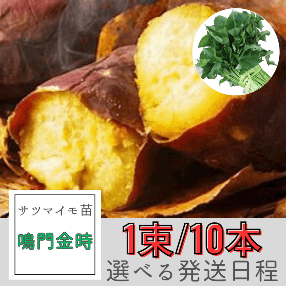 楽天市場】【ポイント+3倍】【サツマイモ苗】【べにはるか】芋