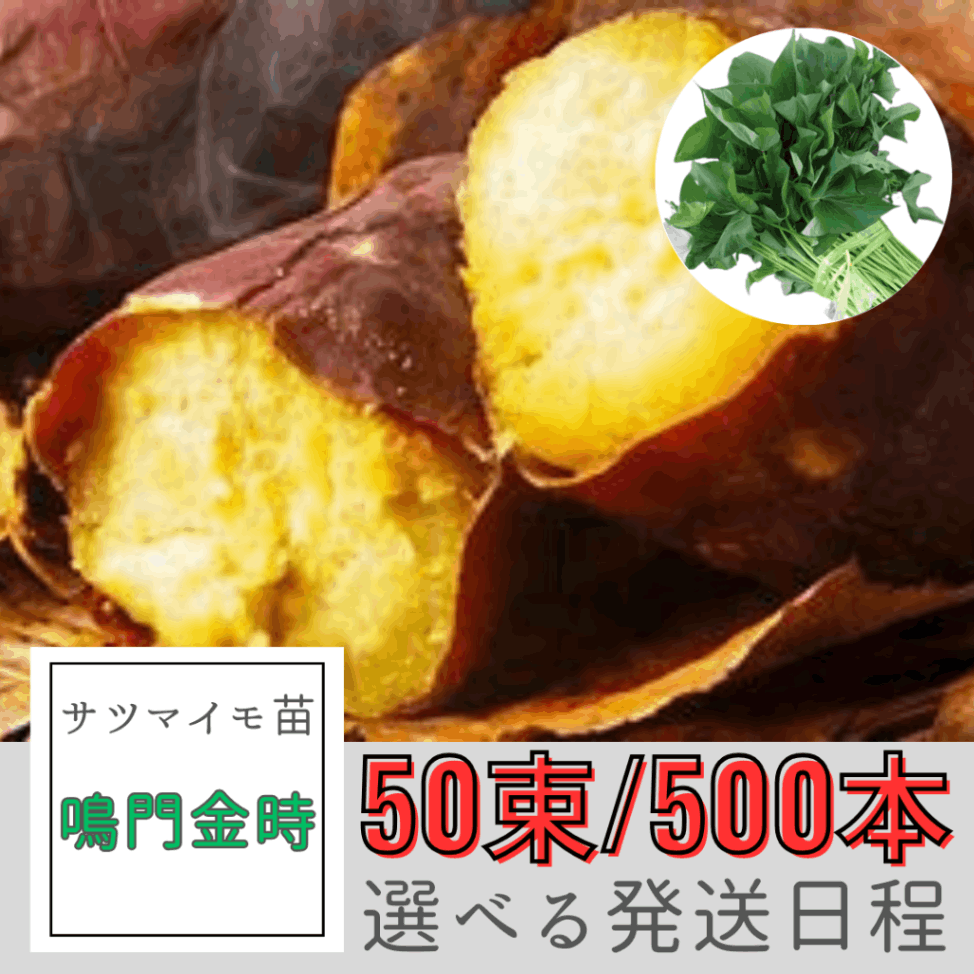 シルクスイート芋苗200本セール シルクスイート芋苗1000本セール