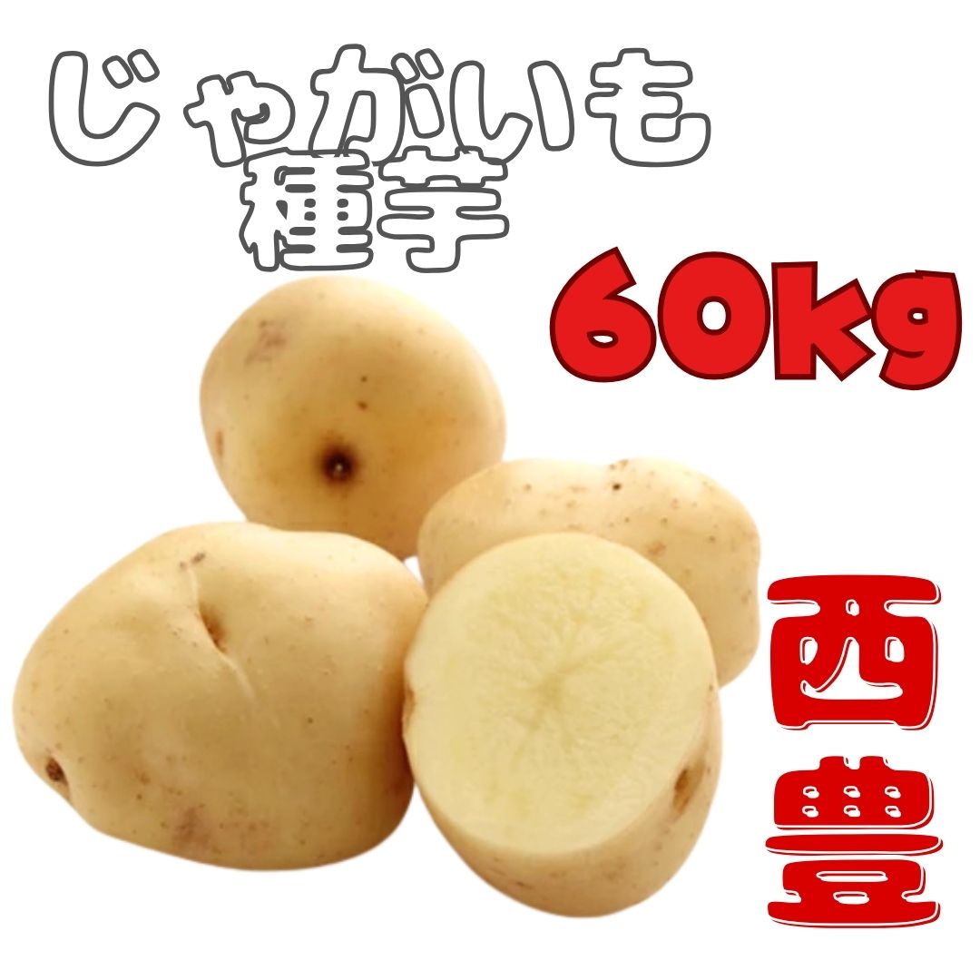 ※7月下旬～8月入荷後発送<br>ジャガイモ種芋 【 西豊（ニシユタカ）】 サイズ混合 60キロ