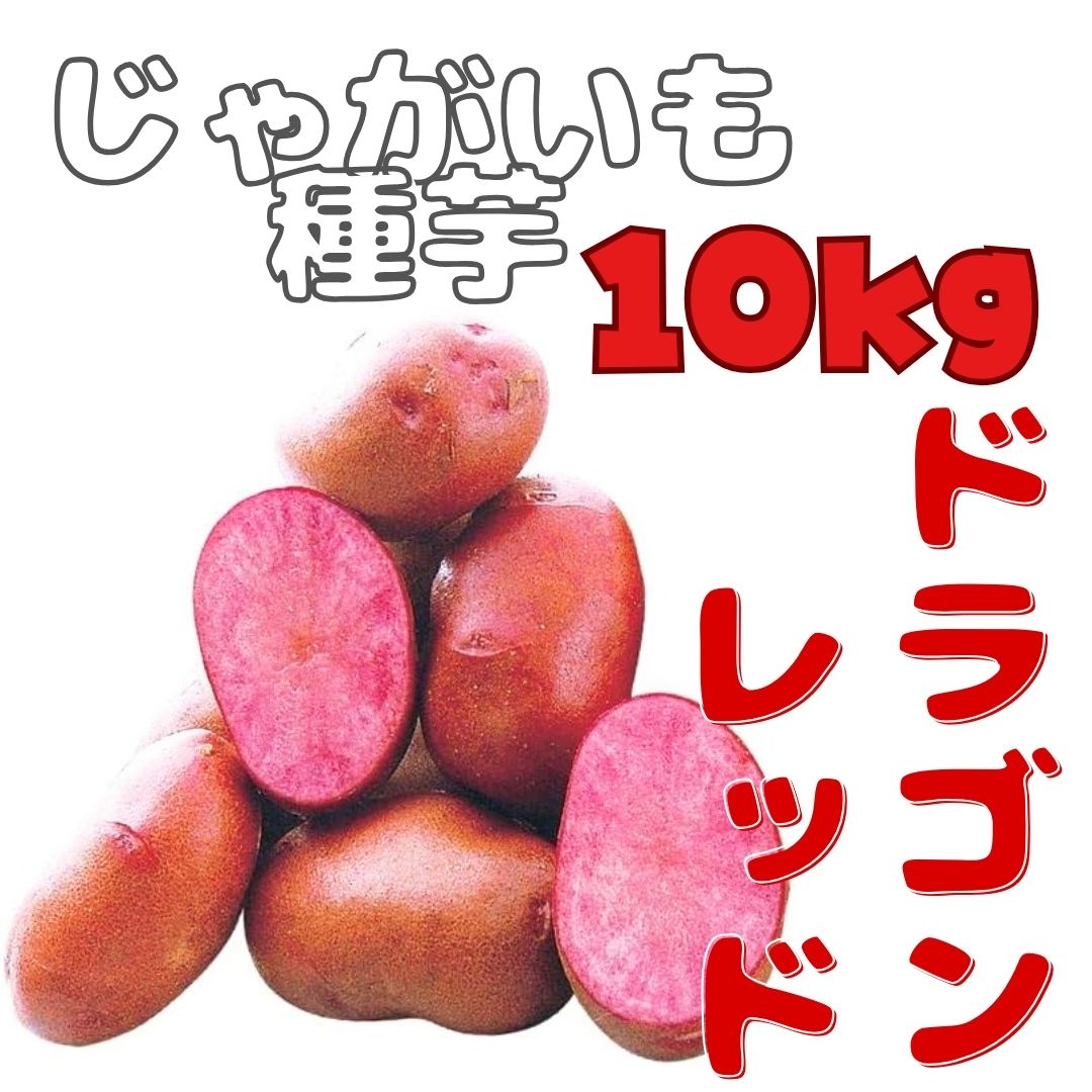 ※7月下旬～8月入荷後発送<br>ジャガイモ種芋 【 ドラゴンレッド 】 サイズ混合 10kg （栽培用 西海31号 秋植 馬鈴薯 ばれいしょ）