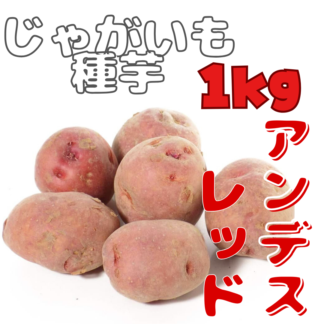 ※7月下旬～8月入荷後発送　ジャガイモ種芋 【 アンデス赤 】 サイズ混合　1キロ　（種芋 栽培用）【検品合格済品】