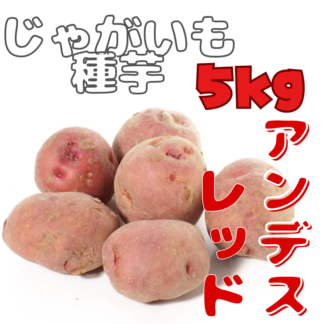 ※7月下旬～8月入荷後発送　ジャガイモ種芋 【 アンデス赤 】 サイズ混合　5キロ　（種芋 栽培用）【検品合格済品】
