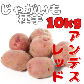 ※7月下旬～8月入荷後発送ジャガイモ種芋 【 アンデス赤 】 サイズ混合　10キロ　（アンデスレッド ジャガイモ種芋 じゃが芋種芋 馬鈴薯種芋 ばれいしょ種芋 栽培用）【検品合格済品】