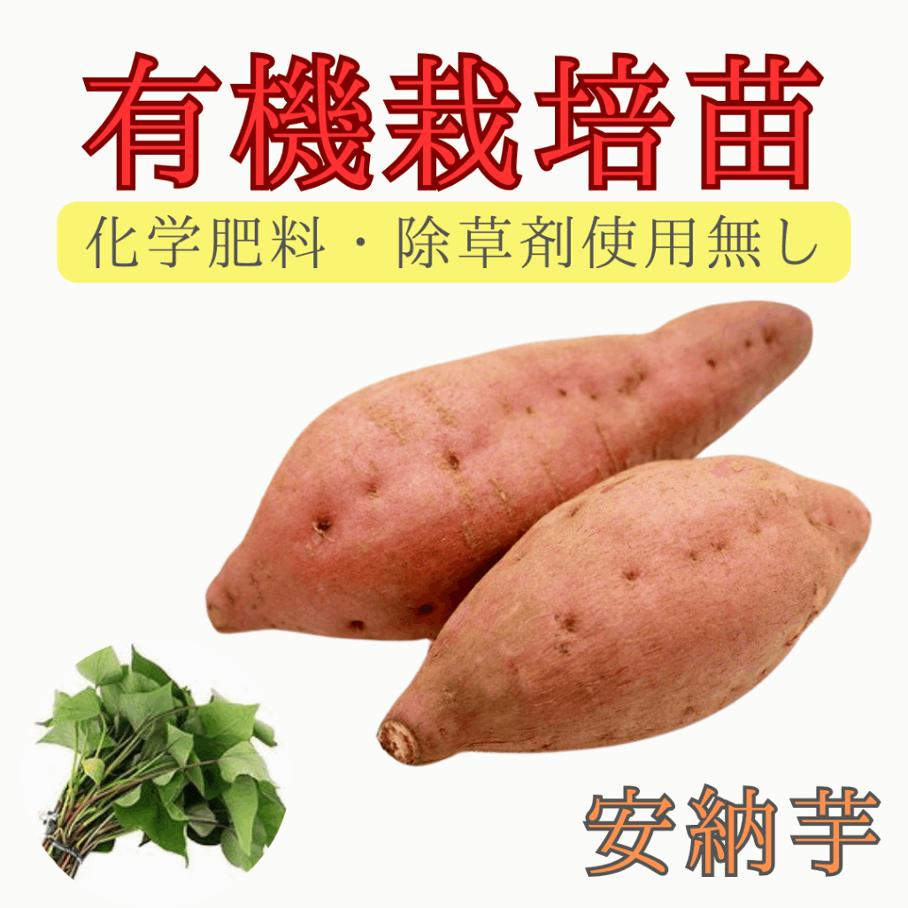 イモズル(安納紅種) 切苗1000本 発送日指定可 さつまいも苗【紅はるか