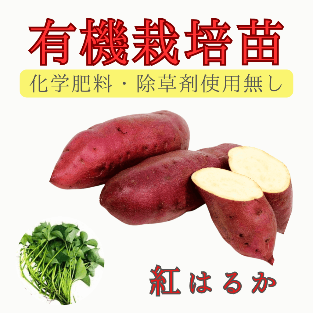 自家栽培のはるか芋 苗500本（有機栽培サツマイモ苗 【 紅はるか