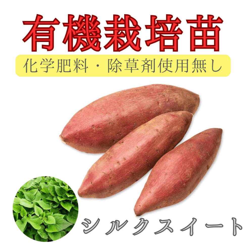 イモズル(安納紅種) 切苗100本 発送日指定可 - メルカリ