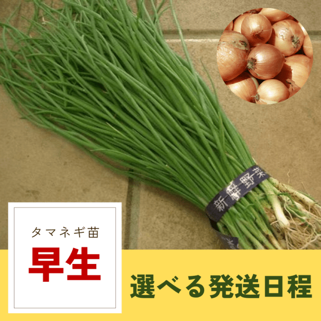 ※予約販売 タマネギ苗 【 早生 】 