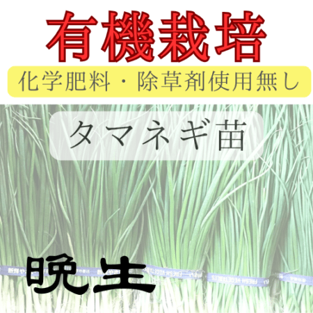 ※有機栽培苗 タマネギ苗 【 晩生 】 