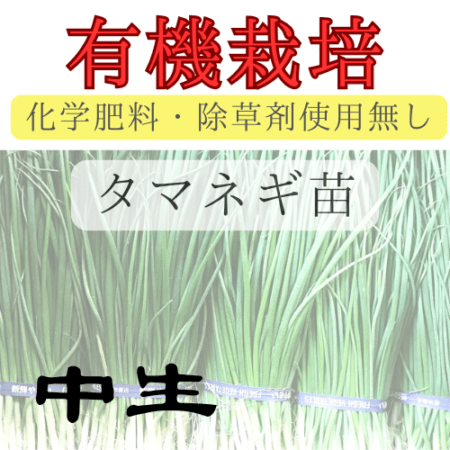 ※有機栽培苗 タマネギ苗 【 中生 】 
