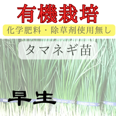 ※有機栽培苗 タマネギ苗 【 早生 】 