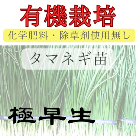 ※有機栽培苗 タマネギ苗 【 極早生 】 
