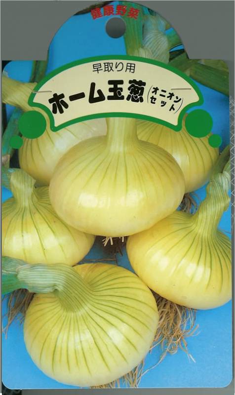 タマネギ球根 【（早どり）ホーム玉葱 オニオンセット 】 200g（博多こがねEX Sサイズ）（栽培用 玉ねぎ たまねぎ）