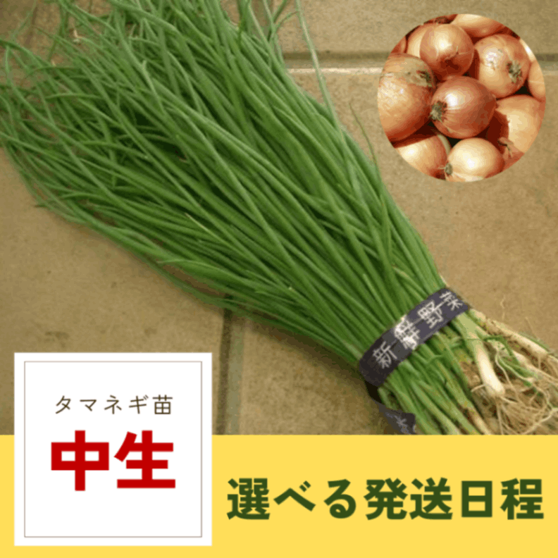 玉ねぎ苗 1000本 ターザン 中生