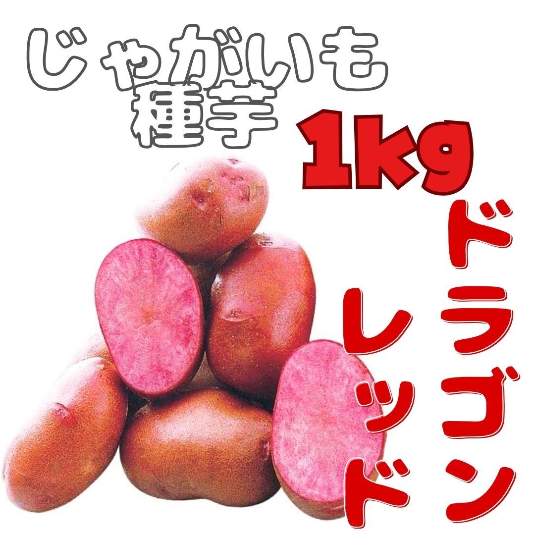 ※7月下旬～8月入荷後発送<br>ジャガイモ種芋 【 ドラゴンレッド 】 サイズ混合2Sから 1kg （栽培用 西海31号 秋植 馬鈴薯 ばれいしょ）