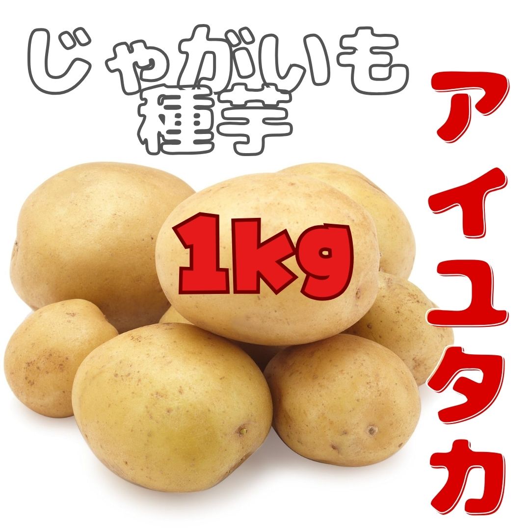※7月下旬～8月入荷後発送<br> ジャガイモ種芋 【 西海29号（アイユタカ）】 1kg サイズ混合（秋じゃが 馬鈴薯 ばれいしょ 栽培用）（農林水産省登録品種 品種名：アイユタカ 海外持出禁止（公示（農林水産省HP）参照） ）