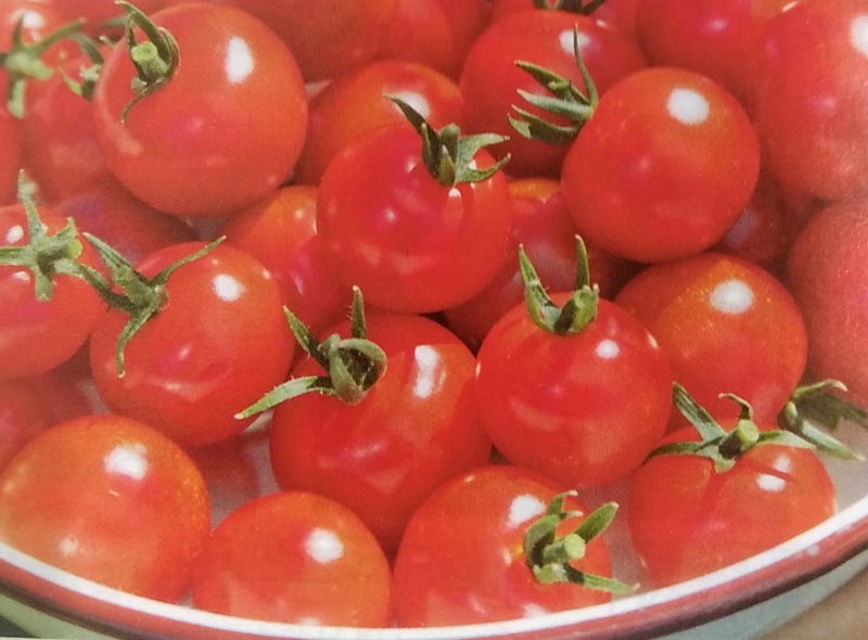 ※新種12月頃入荷予定　ミニトマト種 【 千果 】 DF小袋 （栽培用 種子 タキイ）