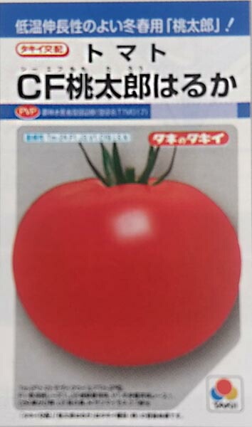 ※新種12月以降入荷予定　トマト種 【 CF桃太郎はるか 】 DF小袋 （栽培用 種子 タキイ）（農林水産省登録品種 品種名：TTM017）