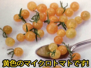 ※発芽率保証期限11月末まで★マイクロトマト種 【 イエロートパーズ 】 小袋 （栽培用 種子 藤田）