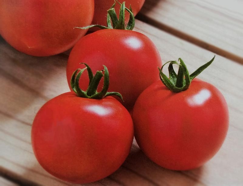 ※新種12月以降入荷予定<br>中玉トマト種　フルティカ　(1000粒)<br>[栽培用 種子 ミディトマト種 生産者向け][農林水産省登録品種 品種名：タキイミディ195]