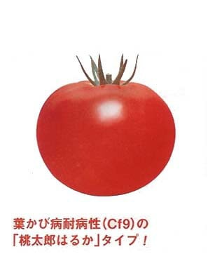 ※新種12月以降入荷予定　トマト種 【 CF桃太郎はるか 】 1000粒 （栽培用 種子 タキイ）（農林水産省登録品種 品種名：TTM017）