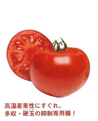 トマト種 【 桃太郎グランデ 】 1000粒 （栽培用 種子 タキイ）（農林水産省登録品種 品種名：TTM020）