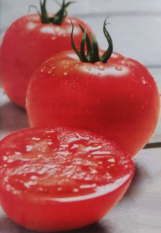 ※発芽率保証期限10月末まで　トマト種 【 桃太郎ファイト 】 1000粒 （栽培用 種子 生産者向け タキイ）