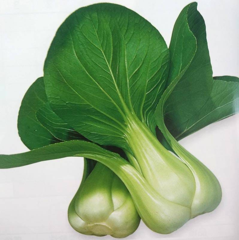 チンゲンサイ種 【 F1陽帝 】 小袋 （栽培用 種子 ちんげんさい 青梗菜 トーホク）