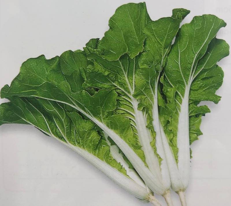 ※次回6月末以降入荷予定 ツケナ種 【 四季の彩 】 20ml （栽培用 種子 つけな 漬け菜 トーホク）