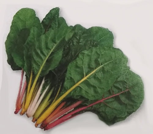 スイスチャード種　ブライトライト　(5ml)　[栽培用 種子 ふだん草 タキイ]