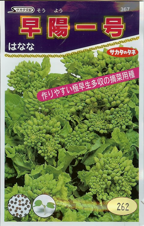 ハナナ種 【 早陽一号 】 9.5ml （栽培用 種子 はなな はな菜 花菜 サカタ）