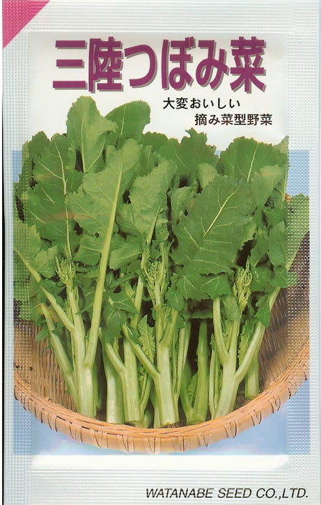 つぼみ菜種 【 三陸つぼみ菜 】 20ml （栽培用 種子 蕾菜 ツボミ菜 渡辺）