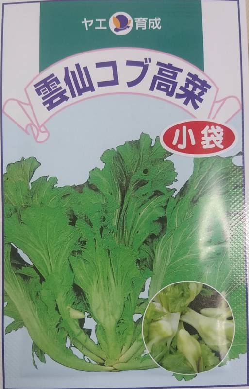 タカナ種 【 雲仙コブ高菜 】 小袋 （栽培用 種子 たかな 八江）