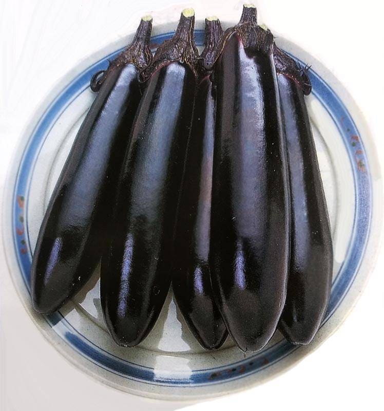 ナス種 【 筑陽 】 DF小袋 （栽培用 種子 なす 茄子 タキイ）