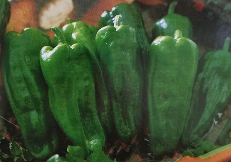 ※新種12月以降入荷予定　ピーマン種 【 京みどり 】 DF小袋 （栽培用 種子 ぴーまん タキイ）