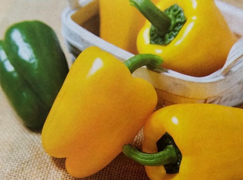 ※発芽率保証期限10月末まで　パプリカ種 【 フルーピーイエロー 】 DF小袋 （栽培用 種子 カラーピーマン種 生産者向け タキイ）