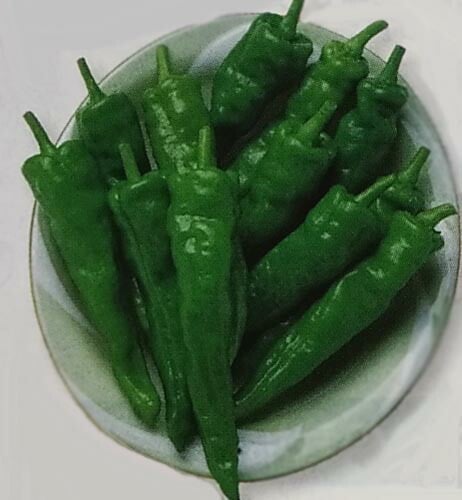 ※新種12月以降入荷予定　トウガラシ種 【 甘とう美人 】 DF小袋 （栽培用 種子 唐辛子 唐芥子 とうがらし タキイ）