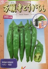 ※発芽率保証期限10月末まで　トウガラシ種 【 万願寺とうがらし 】 1.2ml （とうがらし 唐辛子 唐芥子 丸種）