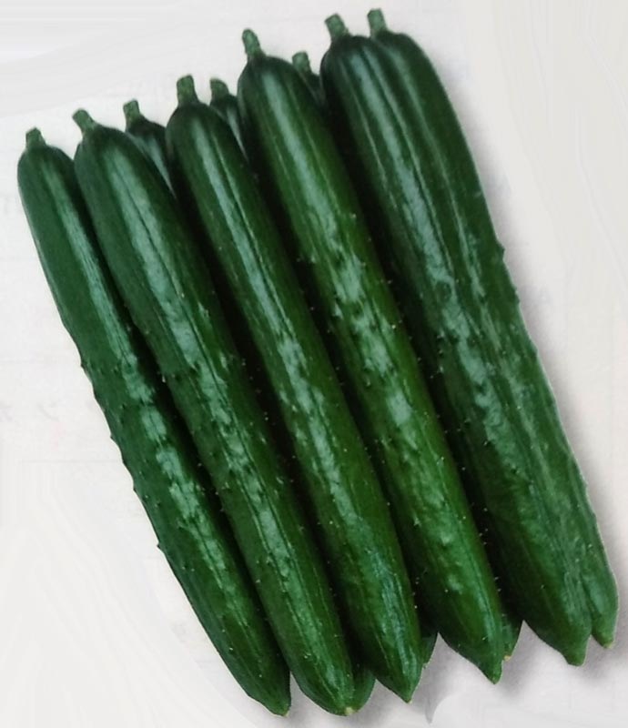 キュウリ種 【 夏ばやし 】 DF小袋 （栽培用 種子 きゅうり 胡瓜 タキイ）