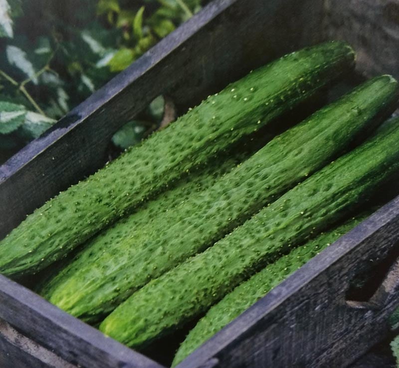 ※新種12月以降入荷予定　キュウリ種　シャキット　(DF小袋)<br>[栽培用 種子 きゅうり 胡瓜]