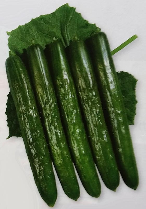 キュウリ種 【 南進 】 DF小袋 （栽培用 種子 きゅうり 胡瓜 タキイ）