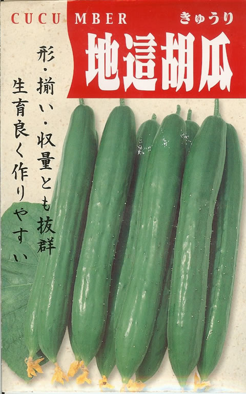 キュウリ種 【 地這胡瓜 】 15粒 （栽培用 種子 きゅうり 胡瓜）