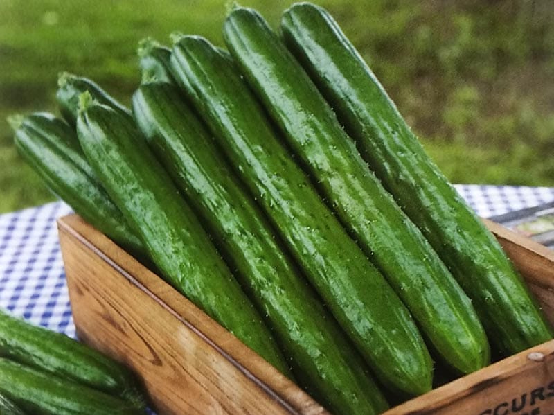 キュウリ種　Vアーチ　(10粒)<br>[栽培用 種子 きゅうり 胡瓜]