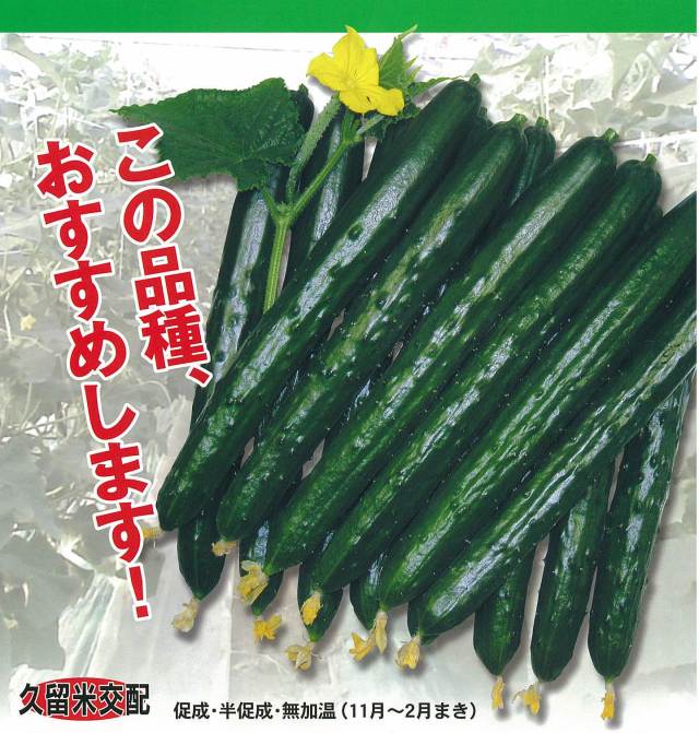 きゅうり種　【大袋】　シルフィーパワー1号(350粒)
