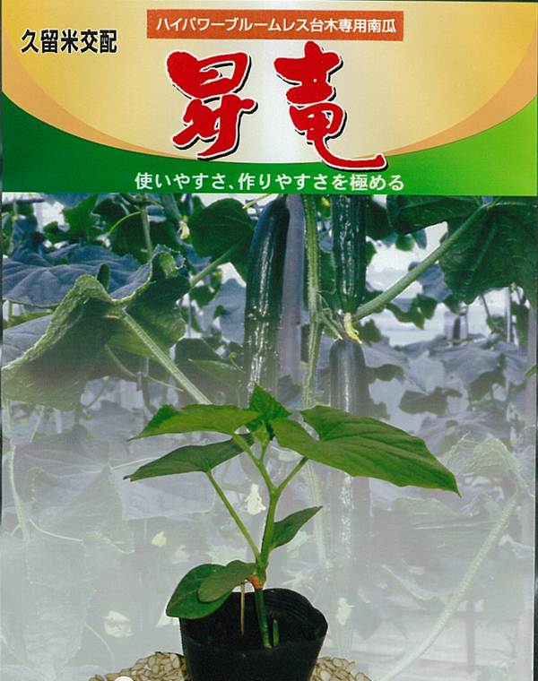 きゅうり台木　昇竜　(300粒)