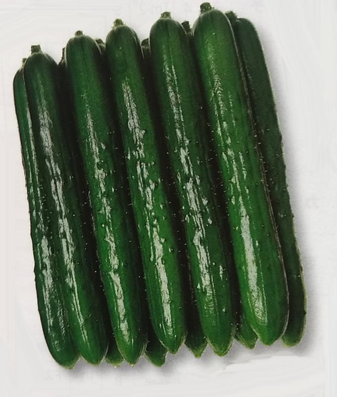 キュウリ種 【 つや太郎 】 DF小袋 （栽培用 種子 きゅうり 胡瓜 タキイ）