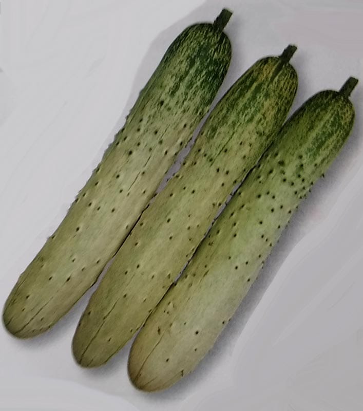 ※発芽率保証期限10月末まで<br>キュウリ種 【 半白節成 】 350粒 （栽培用 種子 きゅうり 胡瓜 タキイ）