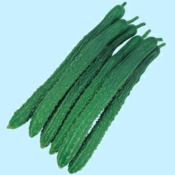 キュウリ種 【 鈴成四葉 】 350粒 （栽培用 種子 きゅうり 胡瓜 タキイ）