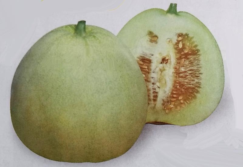 マクワ種 ニューメロン 45粒 Br 栽培用 種子 まくわうり マクワウリ 真桑瓜 タキイ 野菜 果物の種 メロン 種 なら みつのぶオンラインショップ